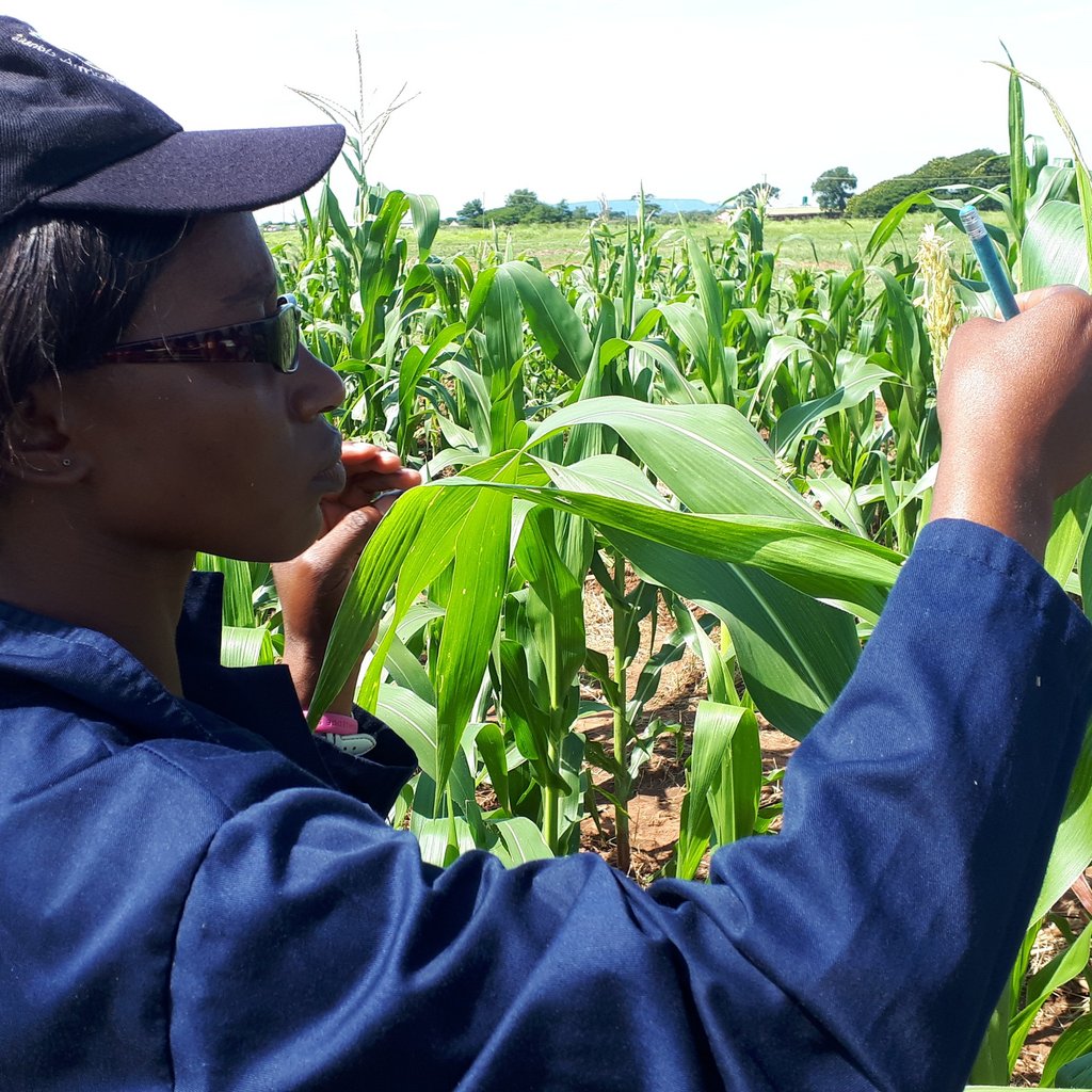 A project staff member takes measurements from maize plants during a field trial, assessing the fall armyworm larval numbers and plant damage. 