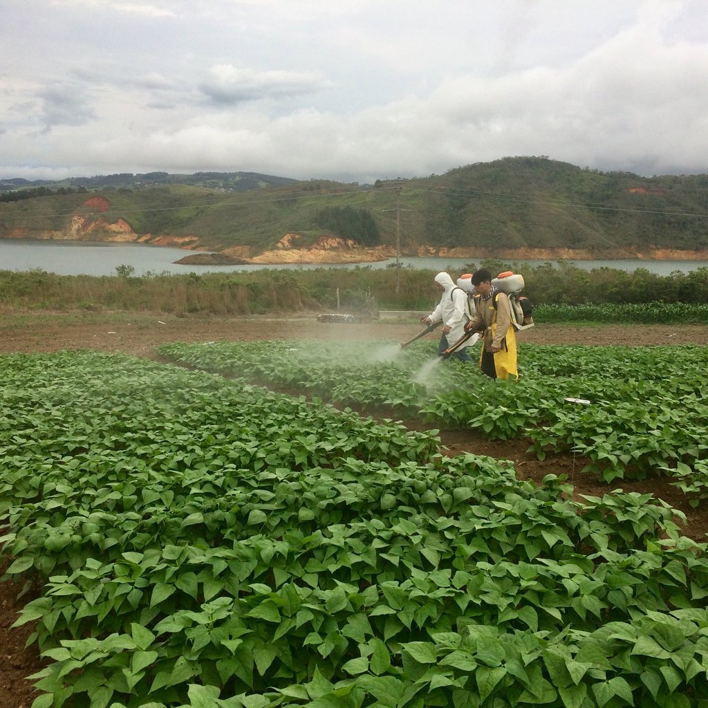 Fields are usually sprayed to protect crops from diseases. Two workers are doing the opposite in this bean field trial in Uganda and are spraying to inoculate the field artificially with pathogen spores to ensure a high and uniform disease pressure. This allowed the project staff to find bean germplasm genetically resistant to the angular leaf spot disease.